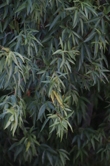 Searsia pendulina