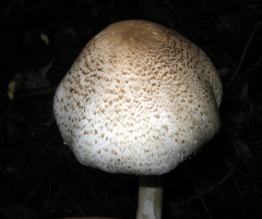 Agaricus tlaxcalensis