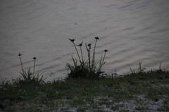 Cyperus polystachyos polystachyos