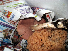 Agaricus tlaxcalensis