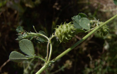 Medicago rigidula
