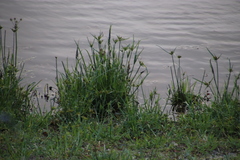 Cyperus polystachyos polystachyos
