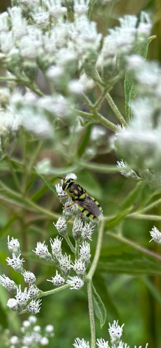 Green Soldier Fly photo 2
