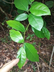 Ficus fraseri