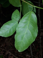 Ficus fraseri