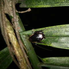 Dorylaea brunneri