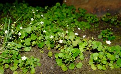 Crassula dentata