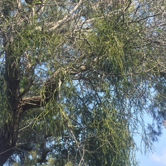 Viscum articulatum