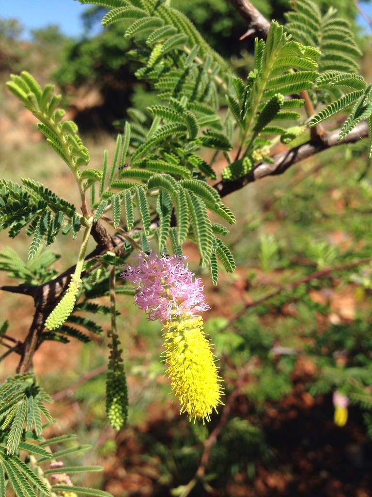 Sickle Bush