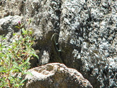 Anatololacerta anatolica