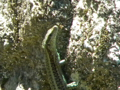 Anatololacerta anatolica