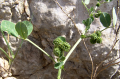 Medicago turbinata