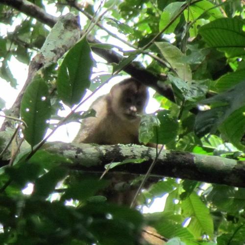 Spix's White-fronted Capuchin