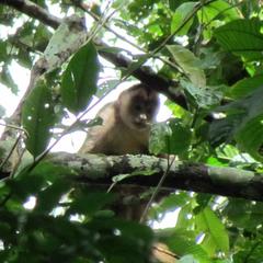 Cebus unicolor