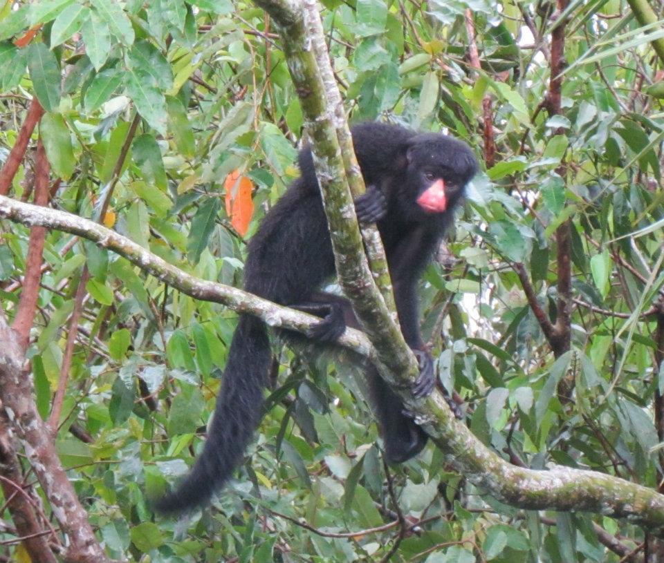 White-nosed Saki