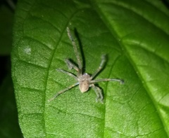 Araneae