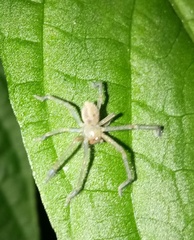 Araneae
