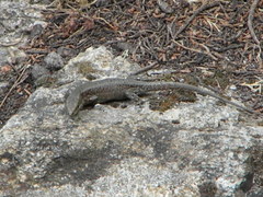 Anatololacerta anatolica