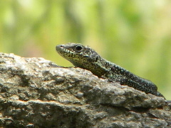 Anatololacerta anatolica