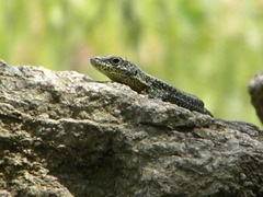 Anatololacerta anatolica