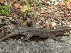 Anatololacerta anatolica