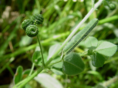 Medicago turbinata