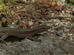 Anatololacerta anatolica