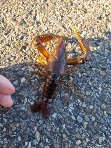 White River Crayfish, photo 2 of 10