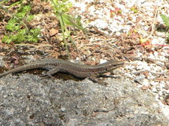 Anatololacerta anatolica