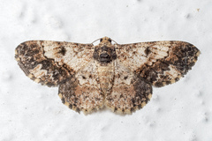 Ectropidia exprimata