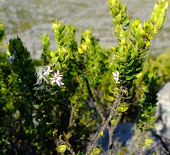 Agathosma odoratissima