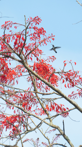 Erythrina verna