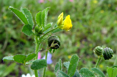 Medicago turbinata