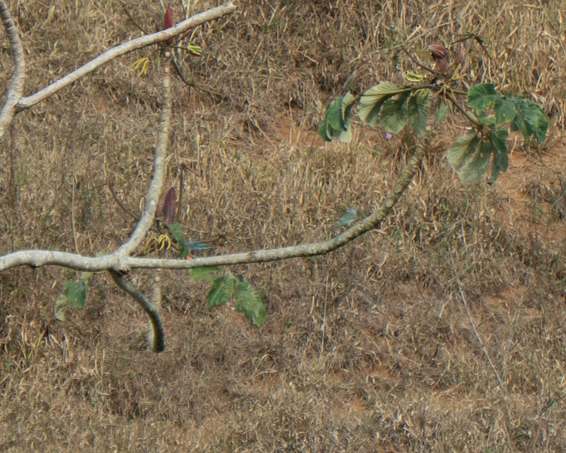 Cecropia glaziovii