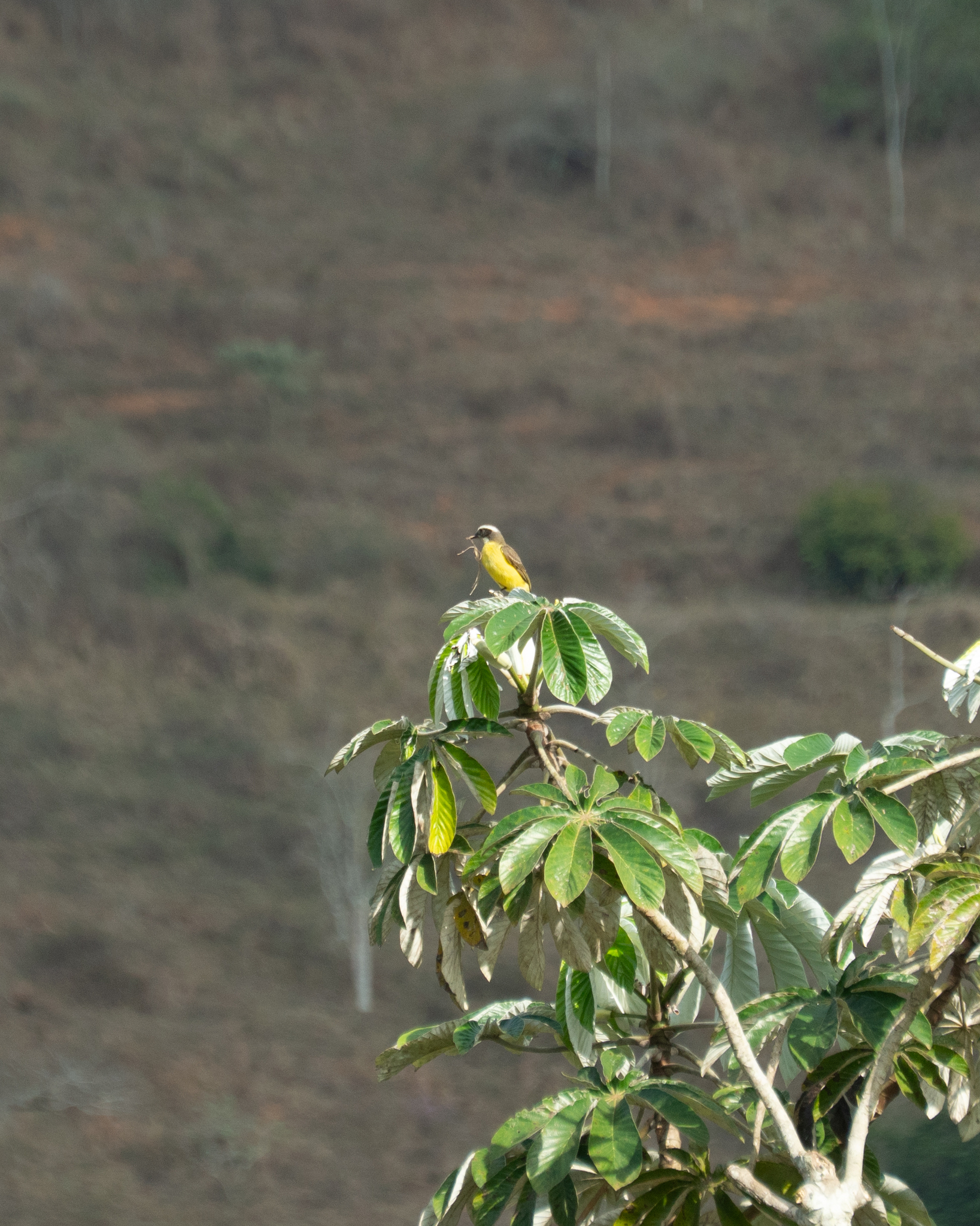 Cecropia pachystachya
