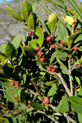 Cassine parvifolia