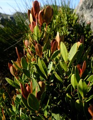 Cassine parvifolia