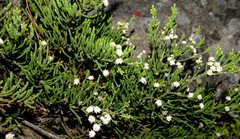 Brunia microphylla