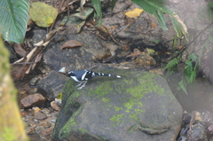 Enicurus schistaceus