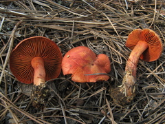 Cortinarius californicus