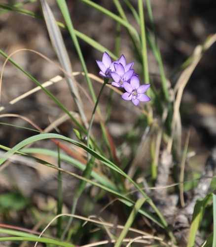 Geissorhiza aspera