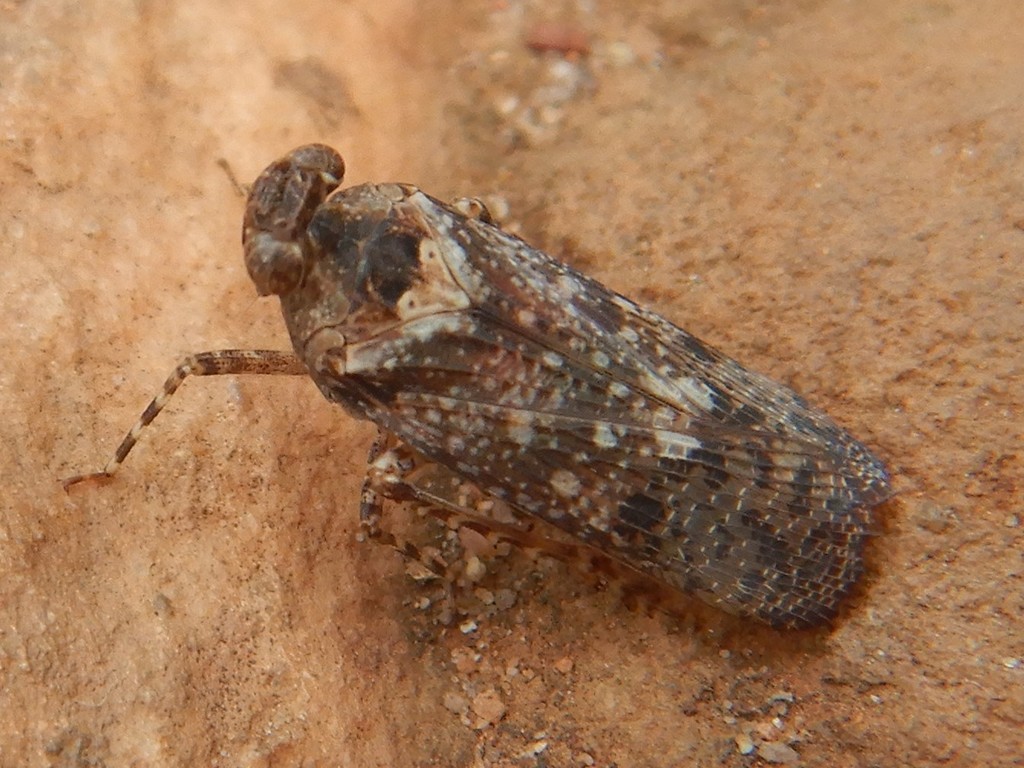 Galela