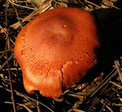 Cortinarius californicus