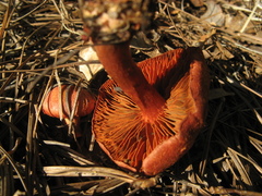 Cortinarius californicus