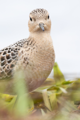 Correlimos canelo (Calidris subruficollis)