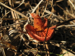 Cortinarius californicus