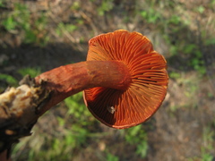 Cortinarius californicus