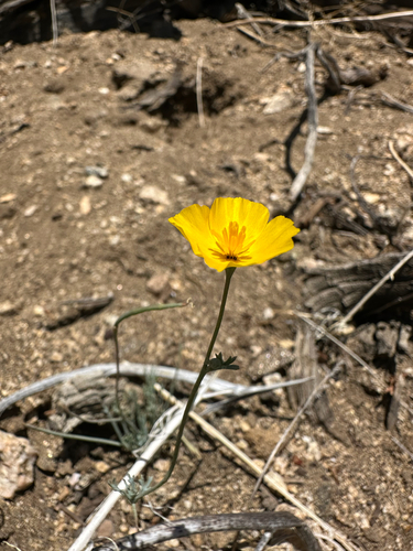 Eschscholzia androuxii (Eschscholzia androuxii)