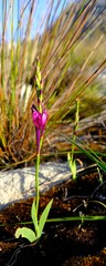 Thereianthus minutus