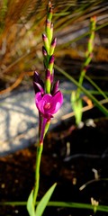 Thereianthus minutus